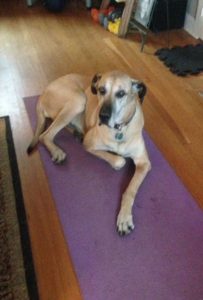 Coach Mel's dog lying on yoga mat